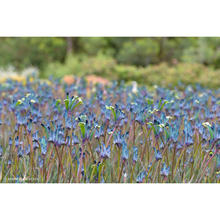 Kangaroo Paw – Blue / Purple – 14cm Pot