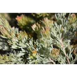 Prostrate Woolly Bush - 13cm Pot
