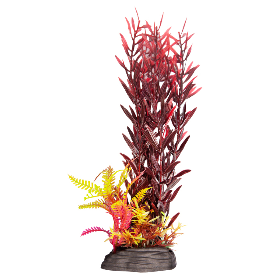 Ludwigia Brevipes Red – Ecoscape